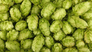 Close-up of fresh green hops used at Hammerton Brewery, ready for brewing.
